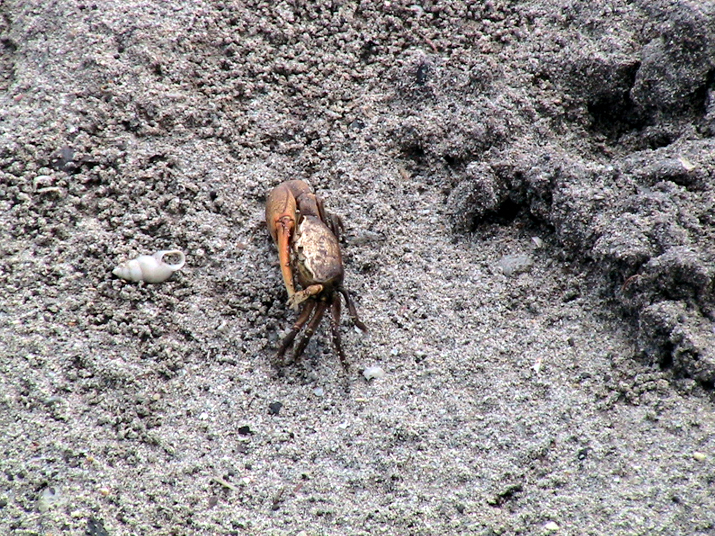 25 - Mangrove 014.jpg
